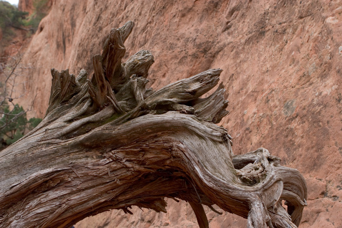 2993 Stump sfc.jpg