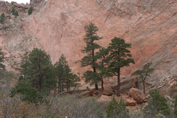 2998 Trees-Rocks sfc.jpg