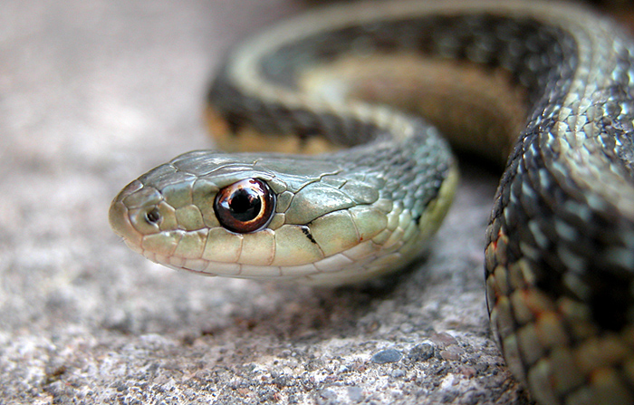 Garter Snake.jpg