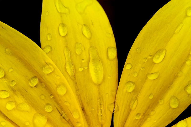 Yellow Petals.jpg