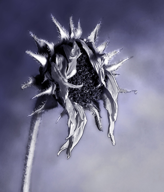 Sunflower.jpg