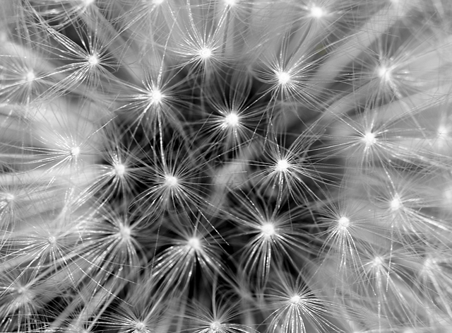 Starburst Dandelion.jpg