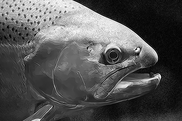 6449 Fish BW TopazJPG.JPG