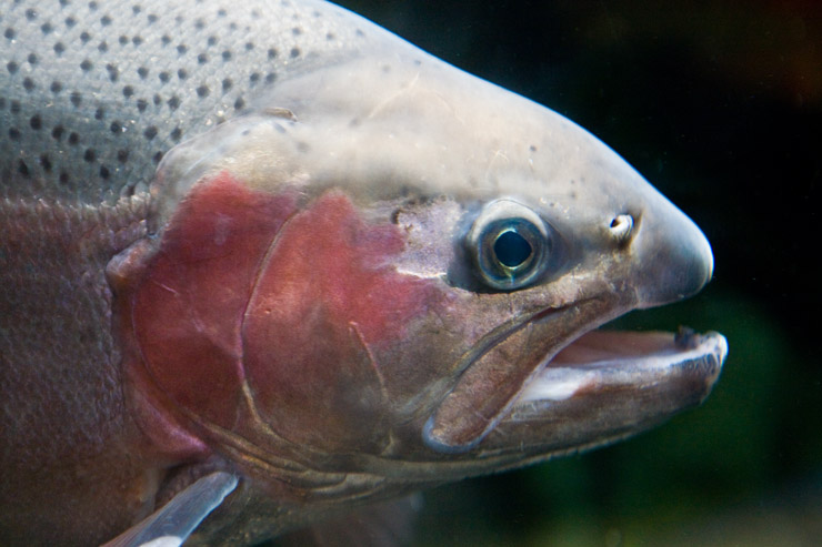 6449 Fish Orig JPG.JPG