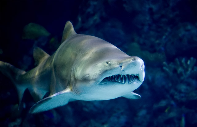 6751 Tiger Shark JPG.JPG