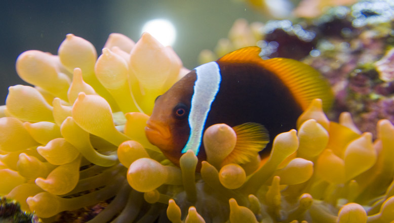 6599 Nemo Jpg ORIG small.JPG