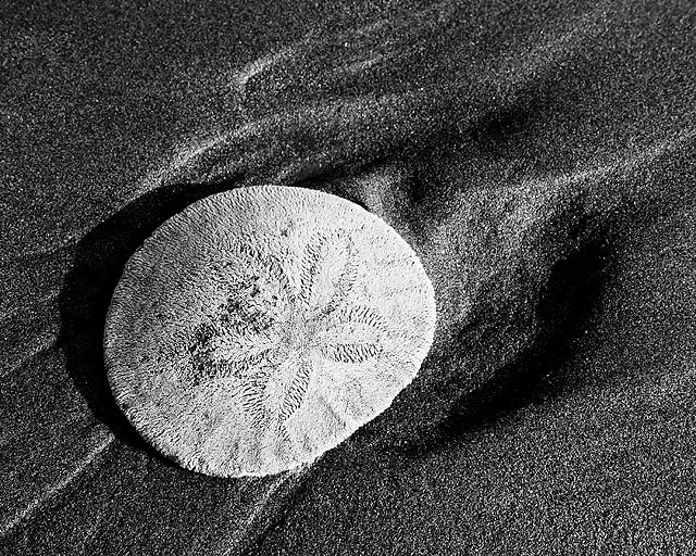 Sandy Money
