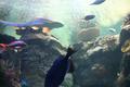 Shark Reef
