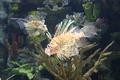 Lion Fish