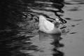 Duck Soup