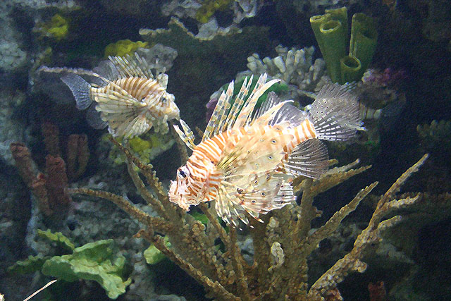 Lion Fish