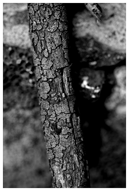 twig.jpg