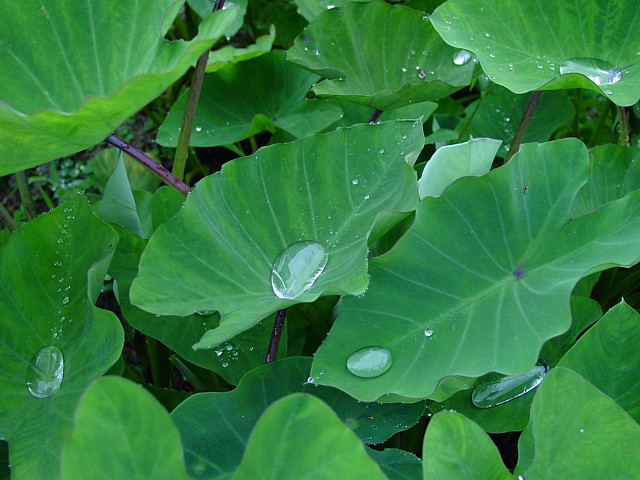 Kalo