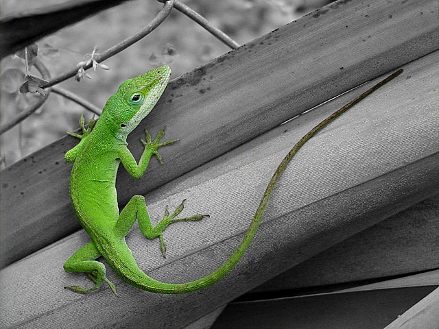 Anole