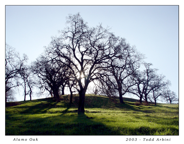 Alamo-Oak.jpg