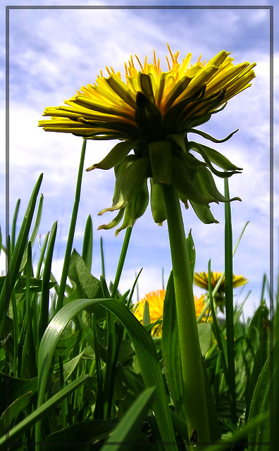 Lawn Flower