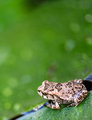Bokeh-2-thumb