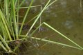 Baby Crocodile