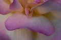Rose abstract