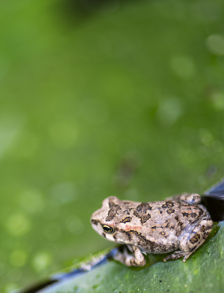 Bokeh 2_1