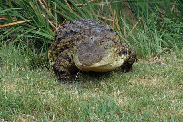 Nile Crocodile