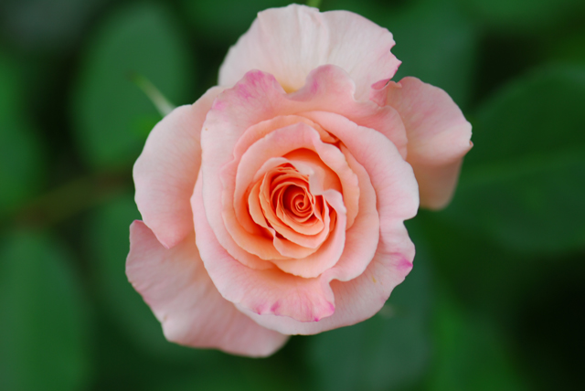 rose.jpg