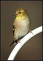finch2.jpg