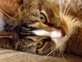 IMG_1662e_Small.jpg
