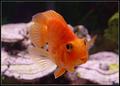 nemo2.jpg