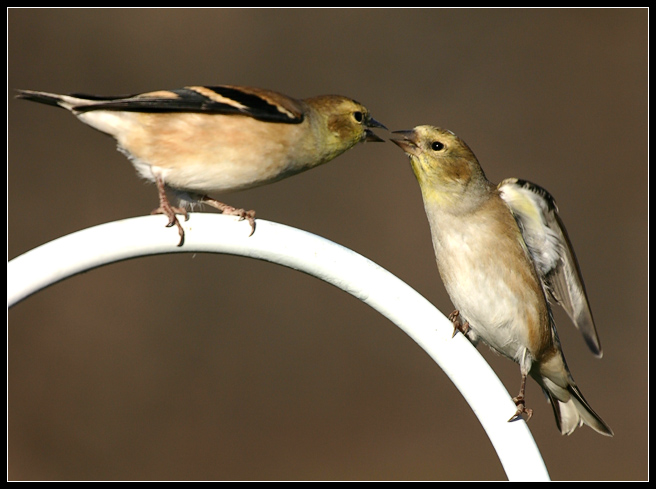 finch3.jpg