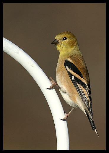 finch1.jpg