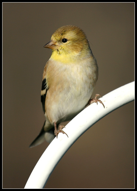 finch2.jpg
