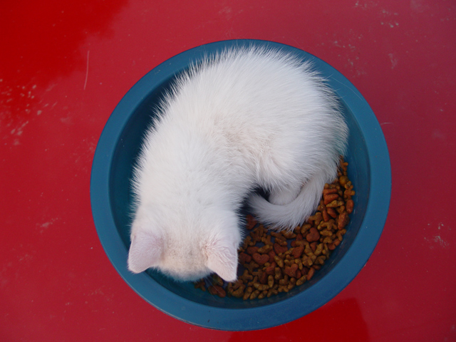 catweb.jpg