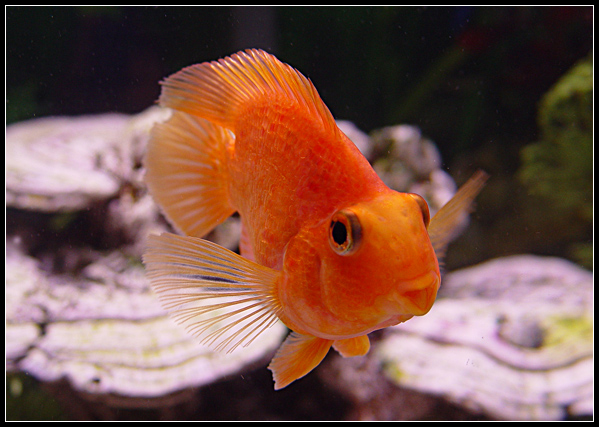 nemo2.jpg