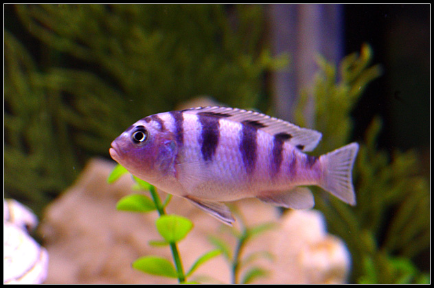 fish.jpg