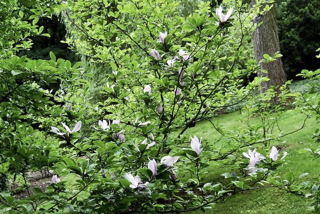 steel magnolias outtake.jpg