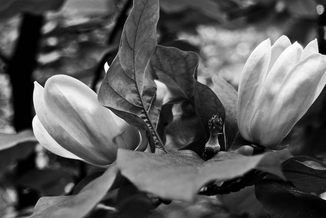 steel magnolias outtake-2.jpg
