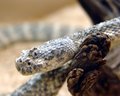 Slither