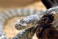 Slither (30X20)
