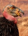 California Condor