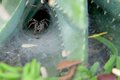 Wolf Spider
