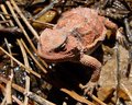 Short Horned Lizard