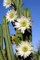 Stenocereus Bloom