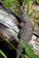 Spiny Lizard