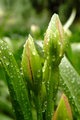 Spring Rain