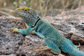 Collared Lizard (24X16)