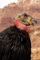 California Condor (16X24)