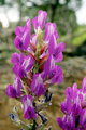 Wild Lupine