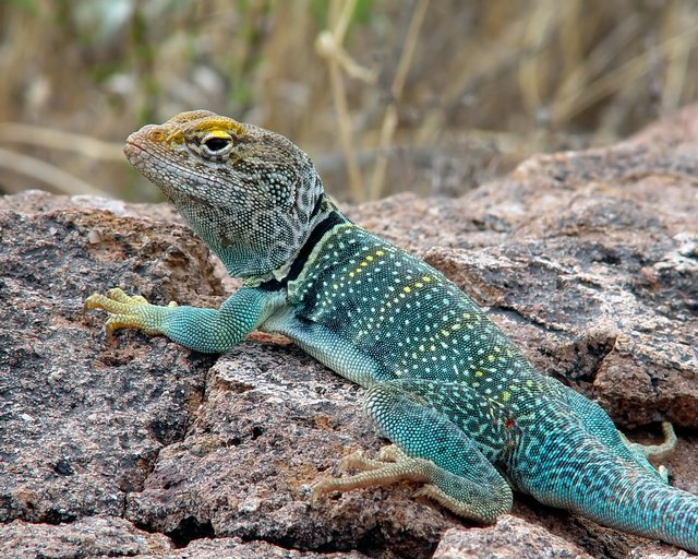 Common Collared Lizard