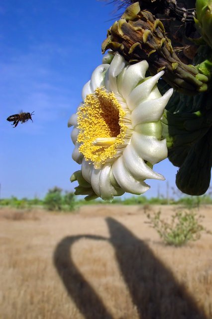Beeline